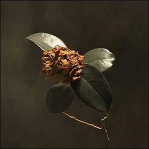 St. Paul & The Broken Bones | Young Sick Camellia
